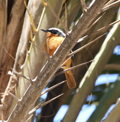 Phoenicurus moussieri