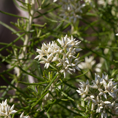 Cassinia laevis