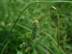 Carex maximowiczii