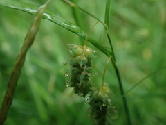 Carex maximowiczii