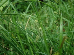 Carex maximowiczii