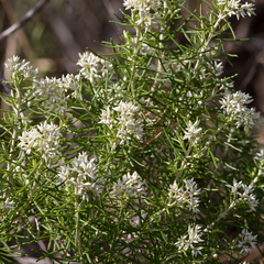 Cassinia laevis