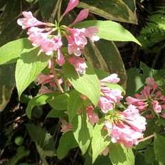 Weigela