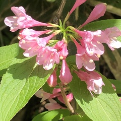 Weigela