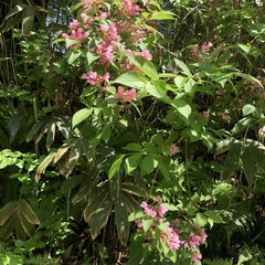Weigela