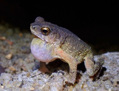 Ingerophrynus parvus