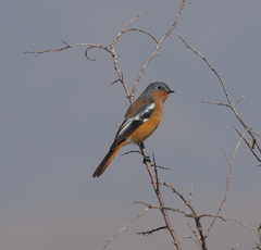 Phoenicurus alaschanicus