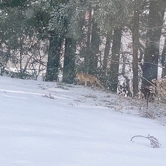 Vulpes vulpes japonica