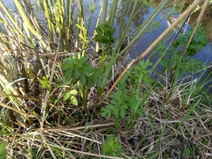 Thalictrum flavum