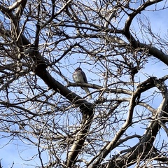 Streptopelia senegalensis