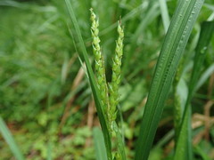 Carex ischnostachya