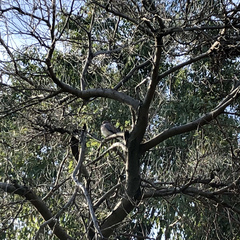 Streptopelia senegalensis