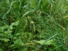 Carex maximowiczii