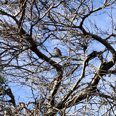 Streptopelia senegalensis