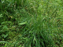 Carex maximowiczii