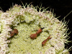 Graphosoma semipunctatum