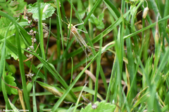 Stenacron interpunctatum interpunctatum