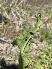 Gastrophysa atrocyanea