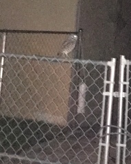 Athene cunicularia floridana