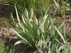 Iris scariosa