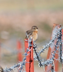Saxicola maurus