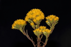 Erymophyllum compactum