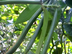 Vanilla planifolia
