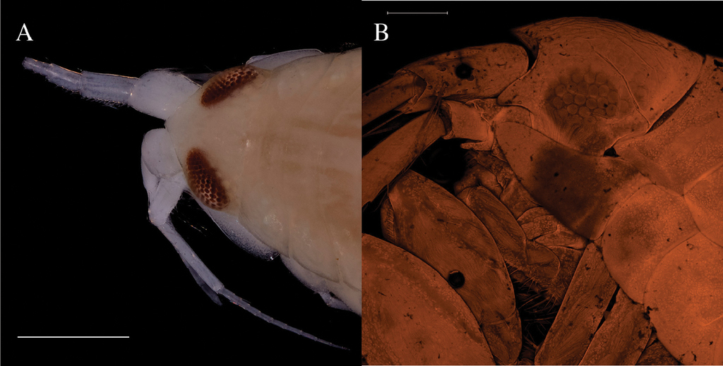 Rhachotropis oculata