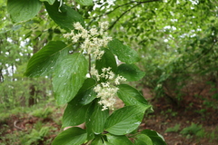 Cornus controversa