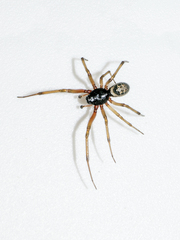 Steatoda nobilis