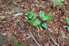 Polygonatum odoratum pluriflorum