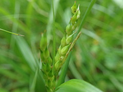 Carex ischnostachya