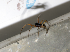 Steatoda nobilis