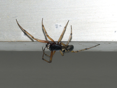 Steatoda nobilis