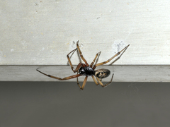 Steatoda nobilis