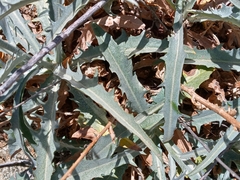 Stephanomeria cichoriacea