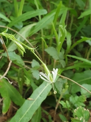 Silene nutans