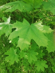 Acer platanoides