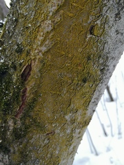 Candelariella xanthostigma