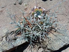 Stephanomeria cichoriacea