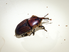 Rhynchophorus ferrugineus