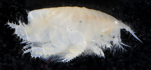 Neohaustorius