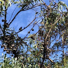 Phylidonyris novaehollandiae