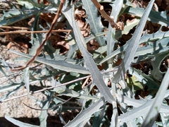 Stephanomeria cichoriacea