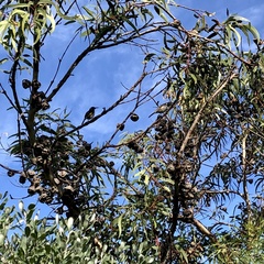 Phylidonyris novaehollandiae