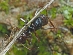 Formica cinerea