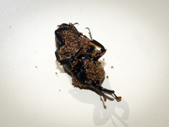 Rhynchophorus ferrugineus