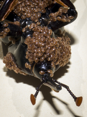 Rhynchophorus ferrugineus