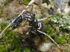 Formica cinerea