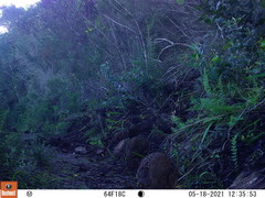 Pternistis afer castaneiventer